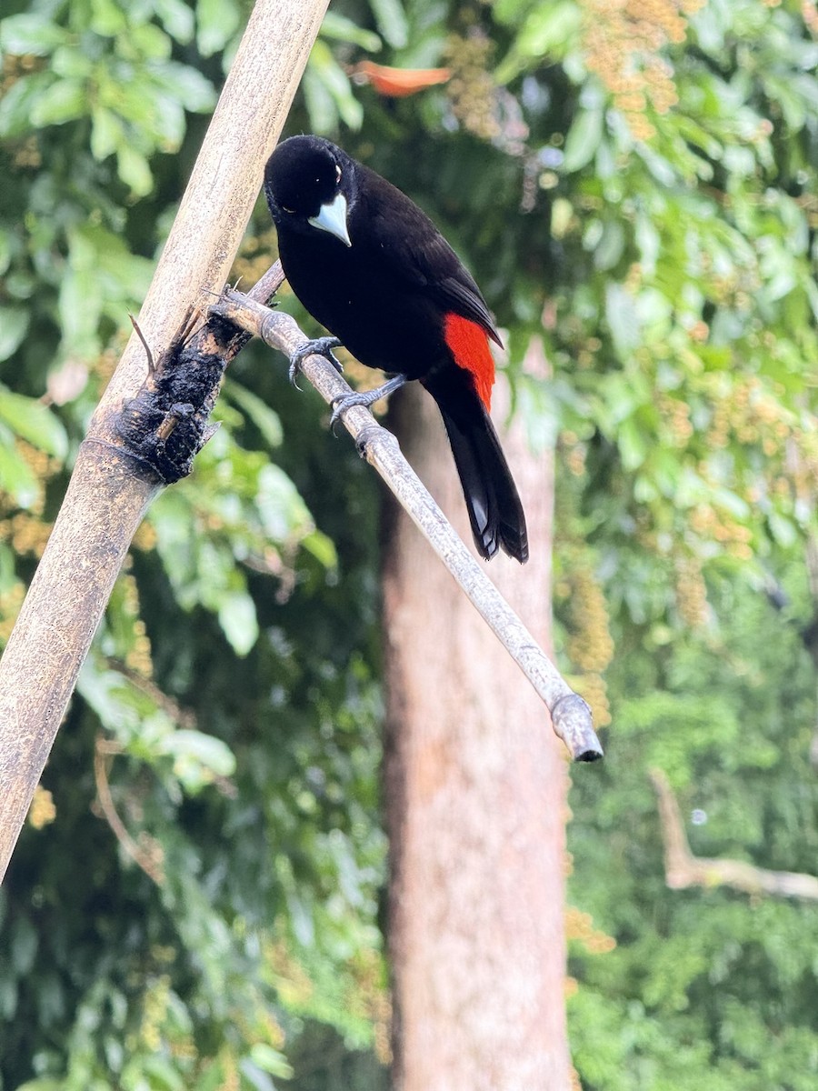 Scarlet-rumped Tanager - ML647252696