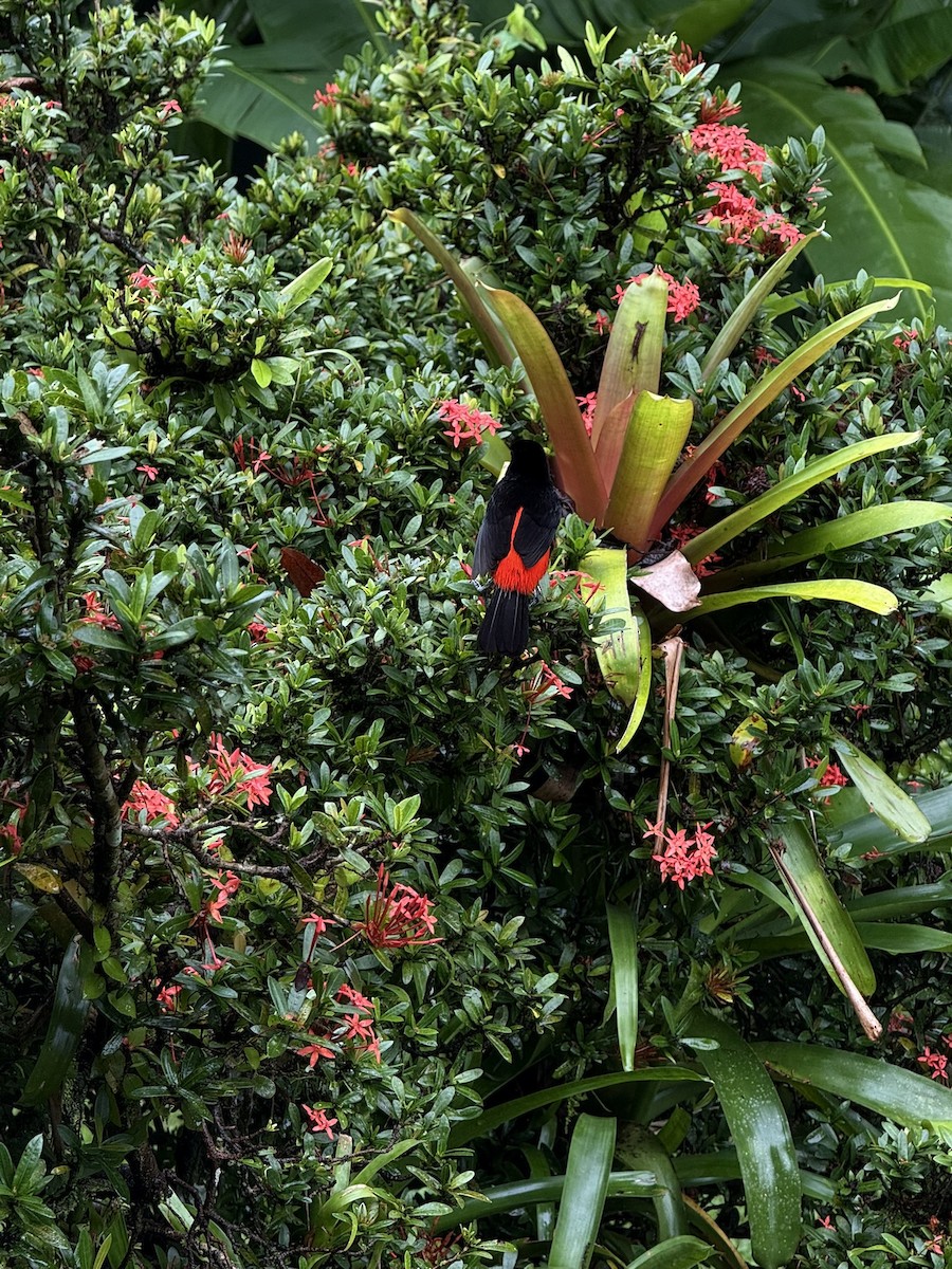 Scarlet-rumped Tanager - ML647252697