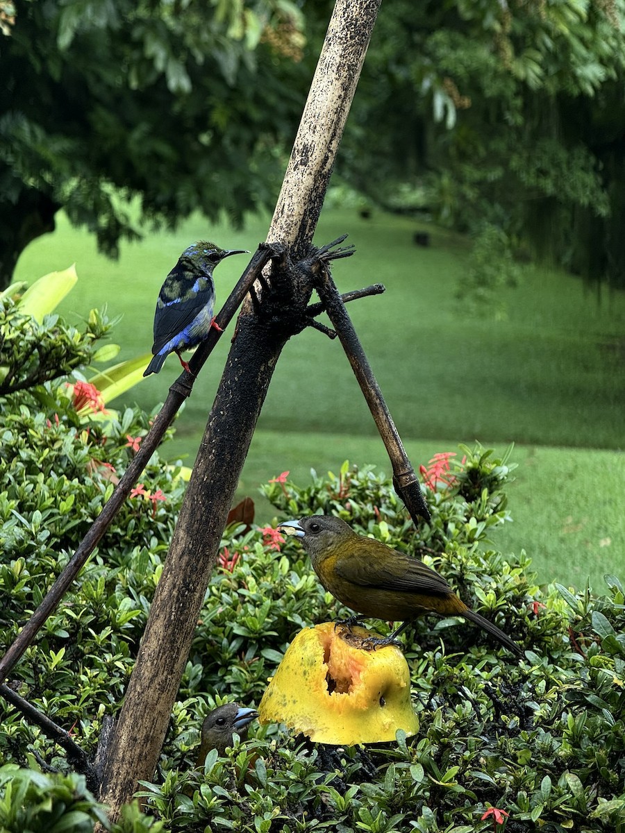 Scarlet-rumped Tanager - ML647252698