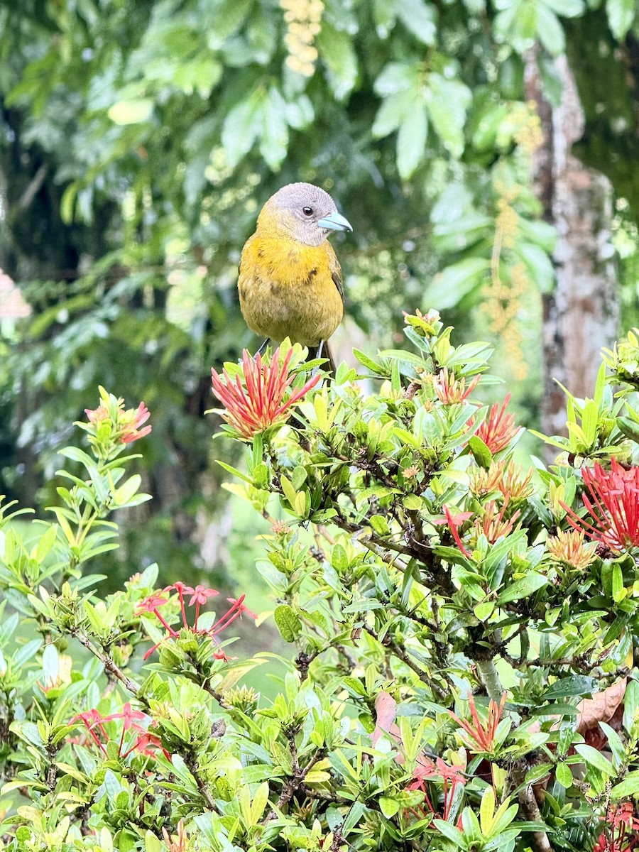 Scarlet-rumped Tanager - ML647252701