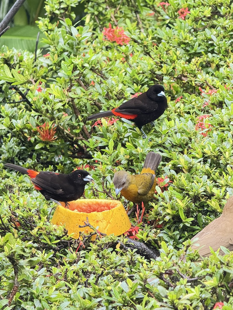 Scarlet-rumped Tanager - ML647252702