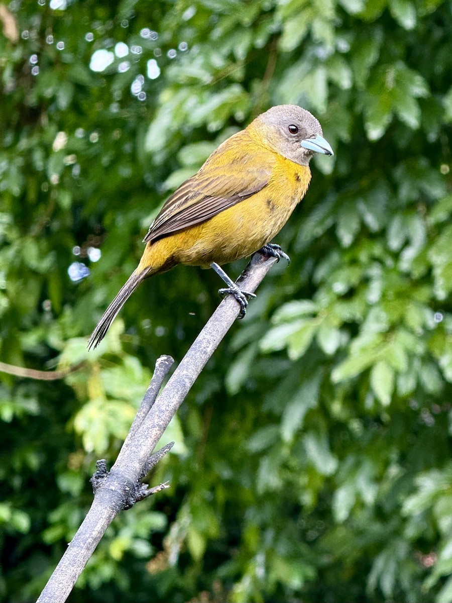 Scarlet-rumped Tanager - ML647252703