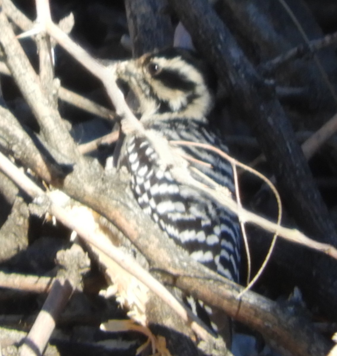 Ladder-backed Woodpecker - ML647252704