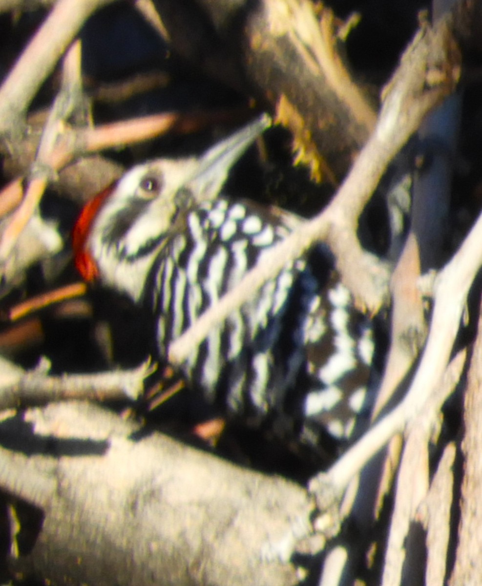 Ladder-backed Woodpecker - ML647252705