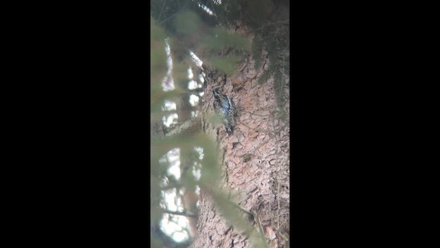 Yellow-bellied Sapsucker - ML647252712