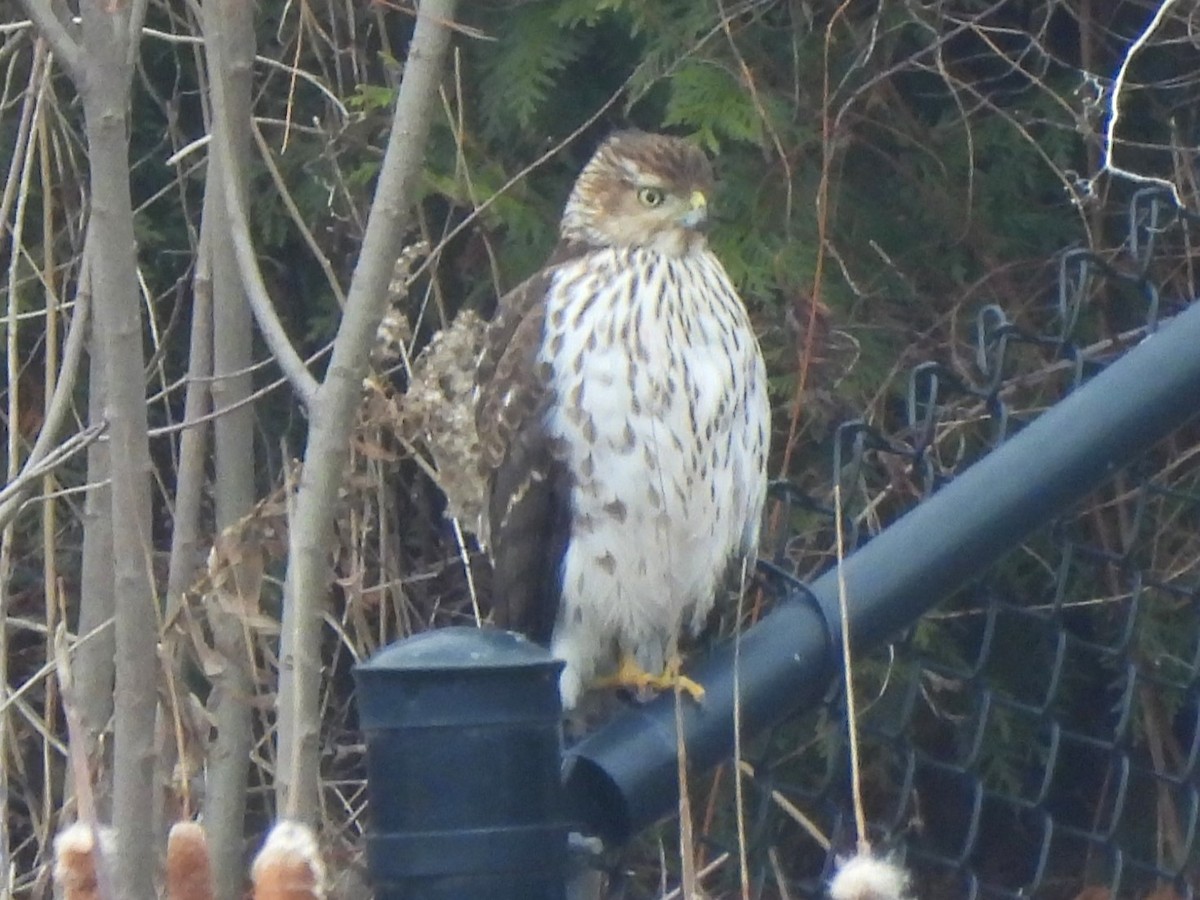 Cooper's Hawk - ML647252719