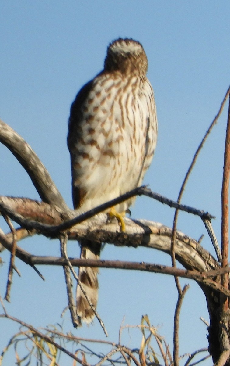 Cooper's Hawk - ML647252721