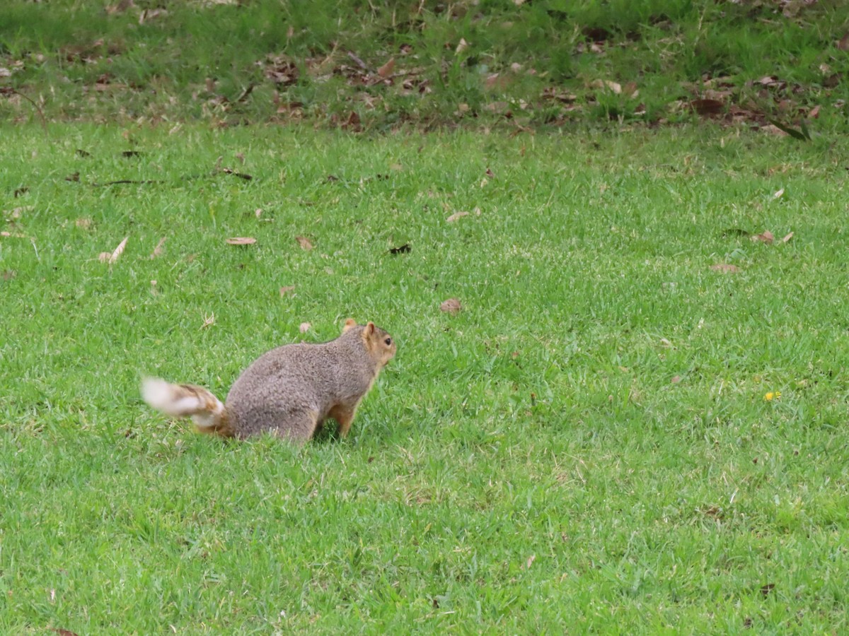 Squirrels - ML647252739