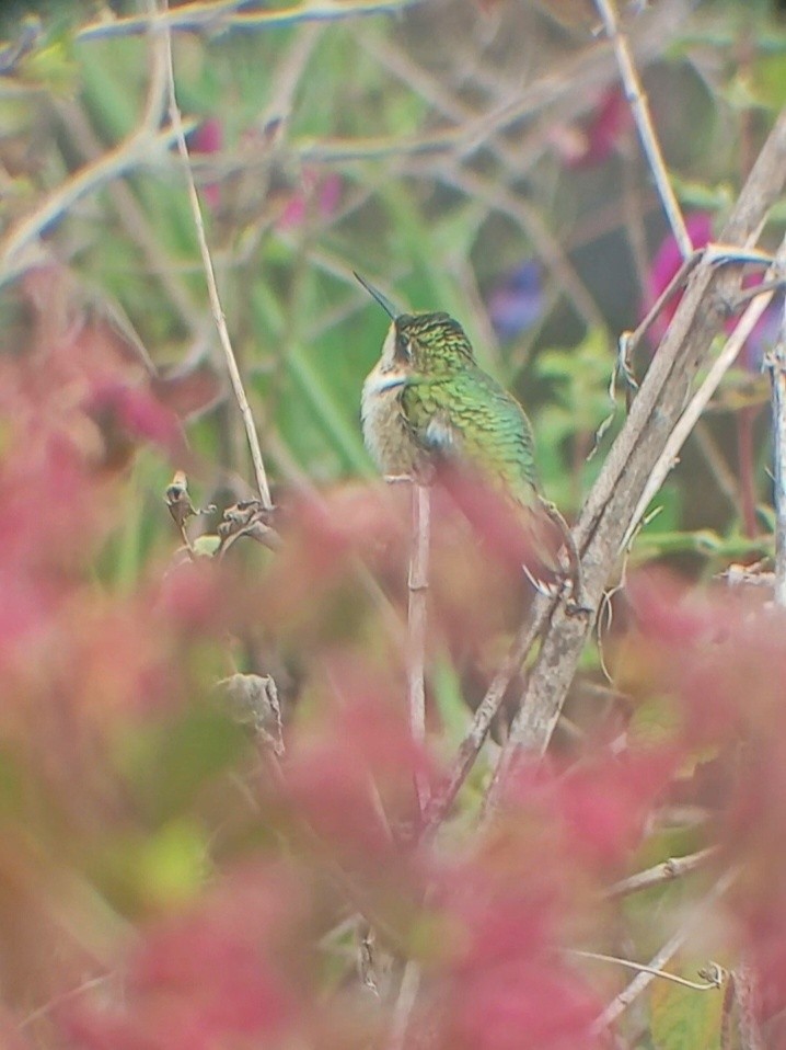 Рубиновогорлый колибри - ML647252741