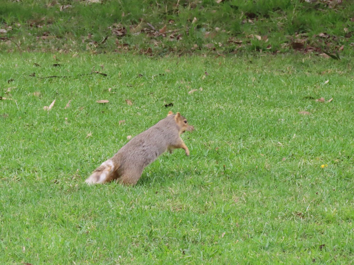 Squirrels - ML647252747