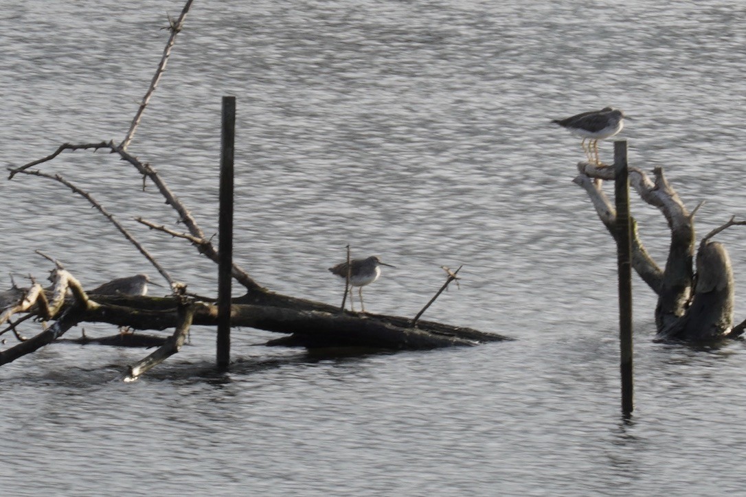 オオキアシシギ - ML647252748