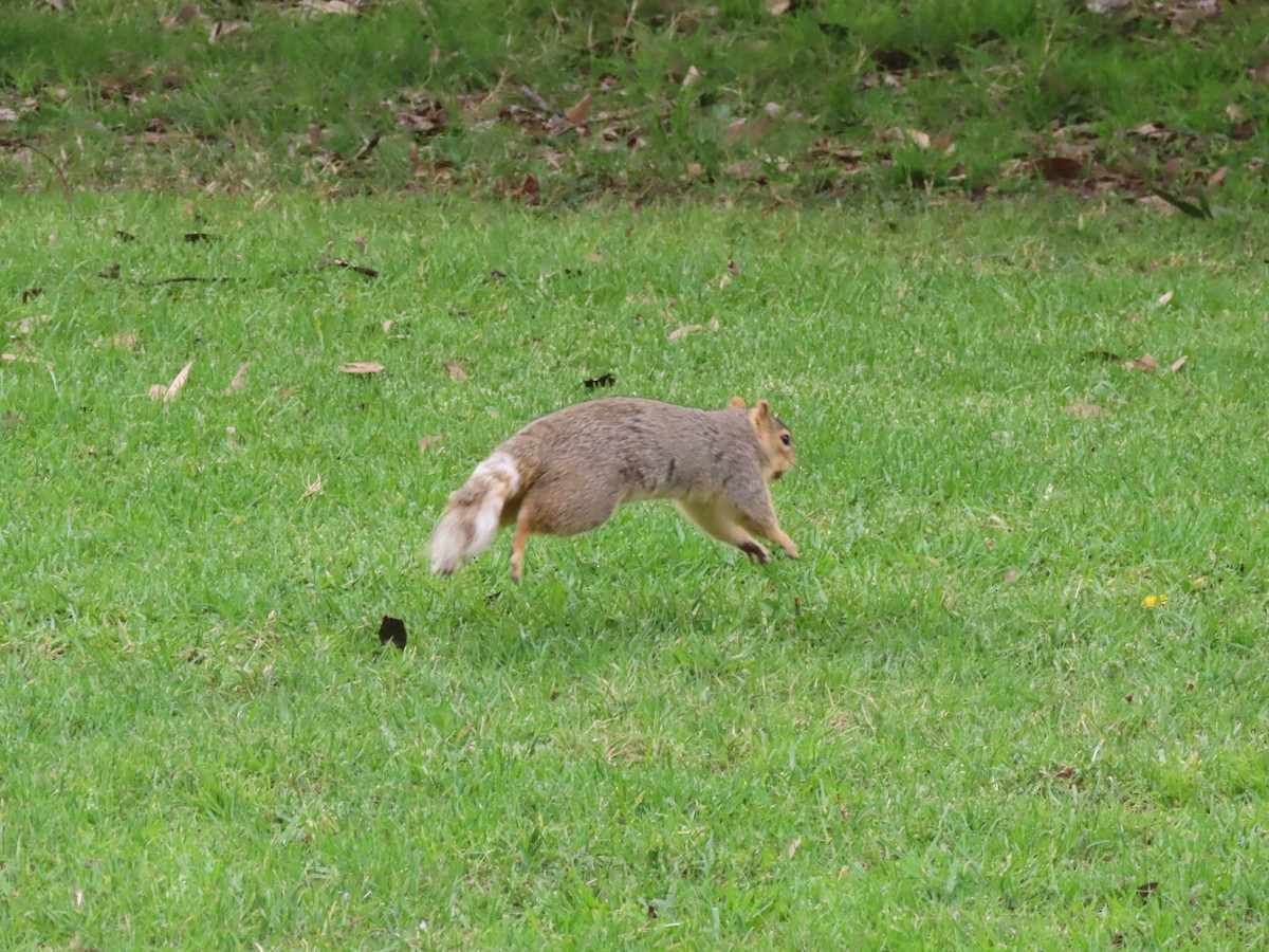 Squirrels - ML647252755