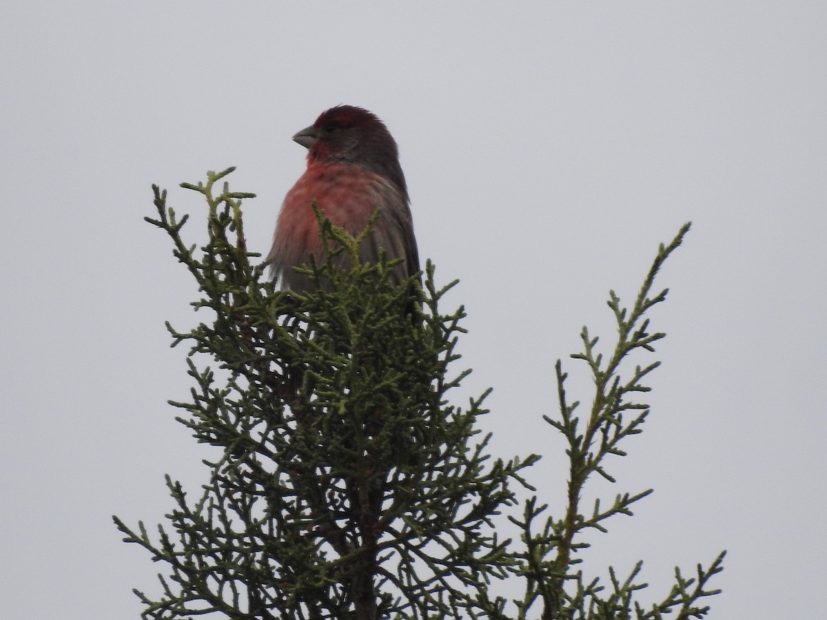 House Finch - ML647252759