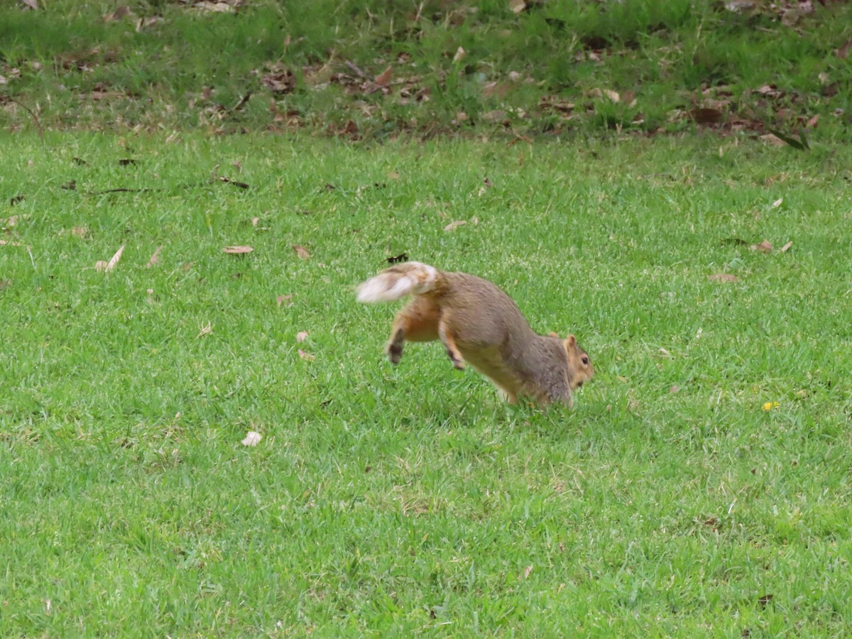 Squirrels - ML647252762