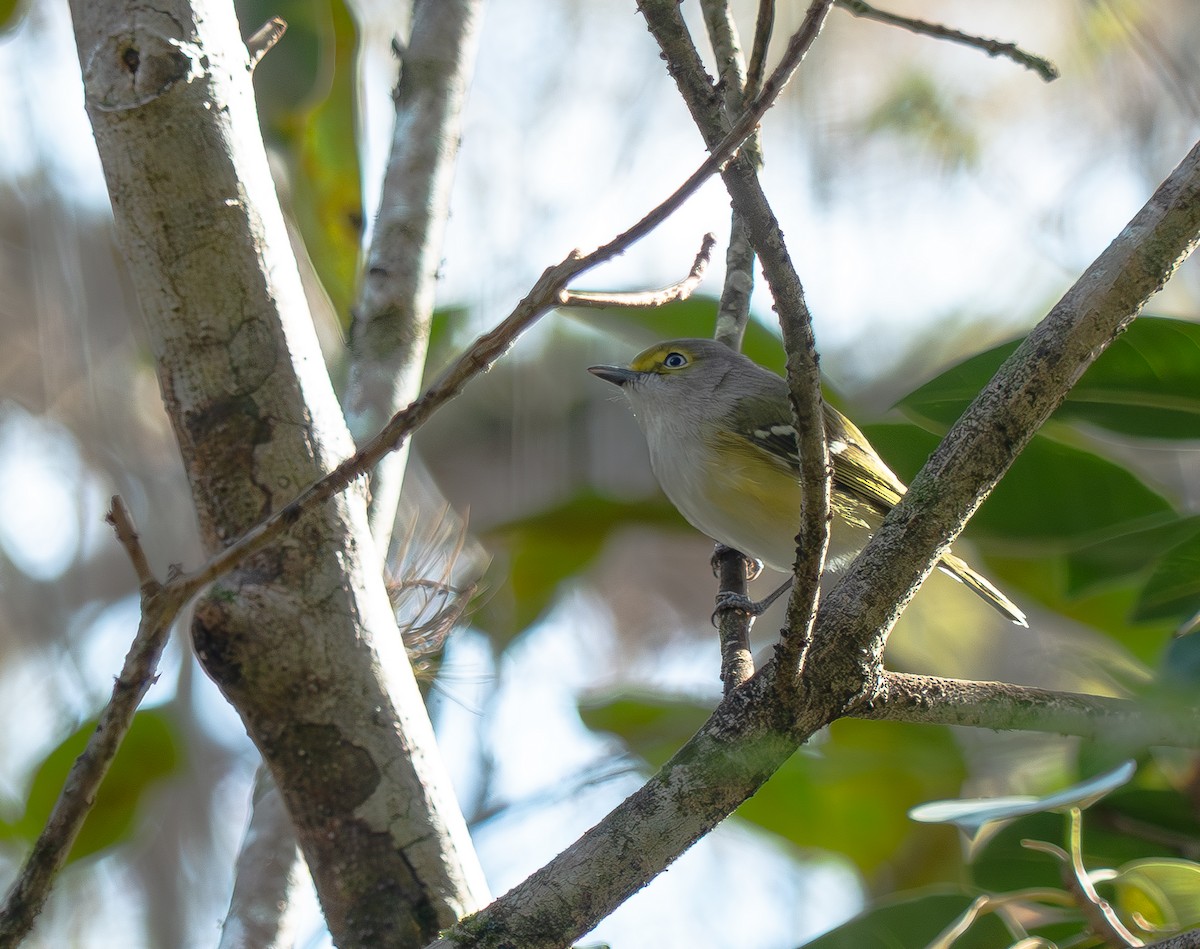Vireo Ojiblanco - ML647252765