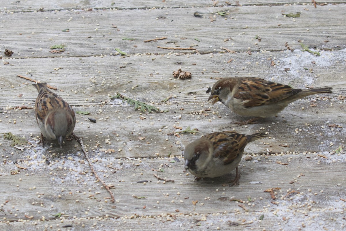 House Sparrow - ML647252783