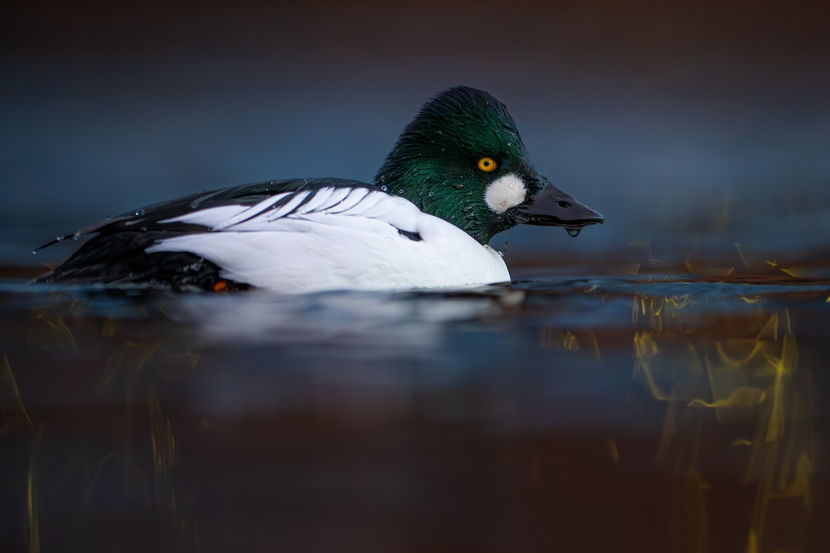 Common Goldeneye - ML647252788