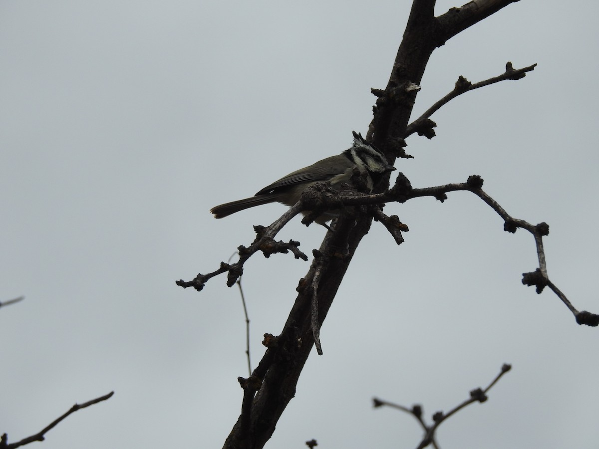 Bridled Titmouse - ML647252790