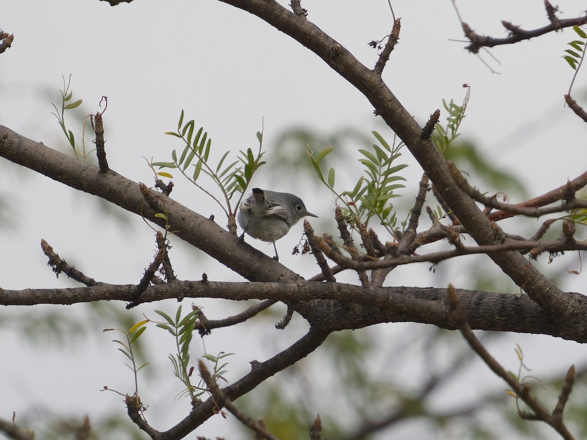 Голубая комароловка - ML647252805