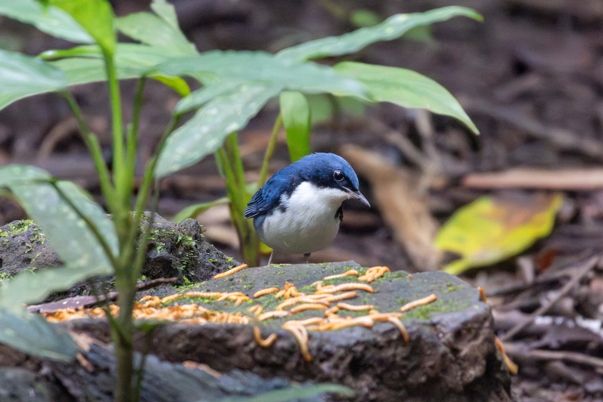 Siberian Blue Robin - ML647252810