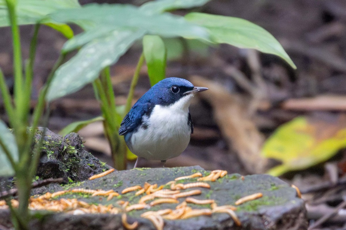 Siberian Blue Robin - ML647252811