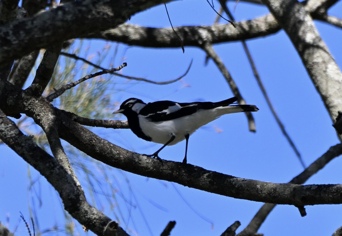 Magpie-lark - ML647252820