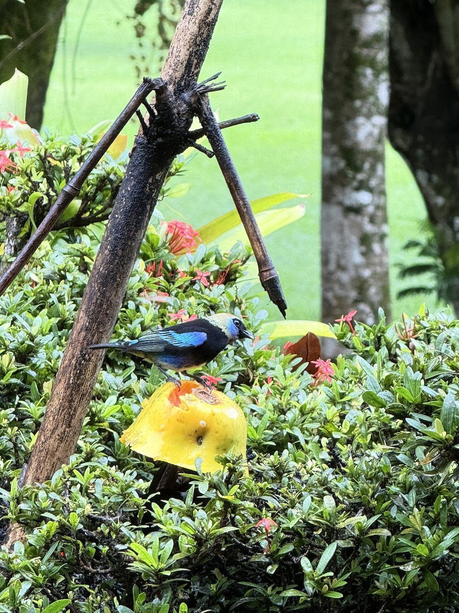 Golden-hooded Tanager - ML647252828