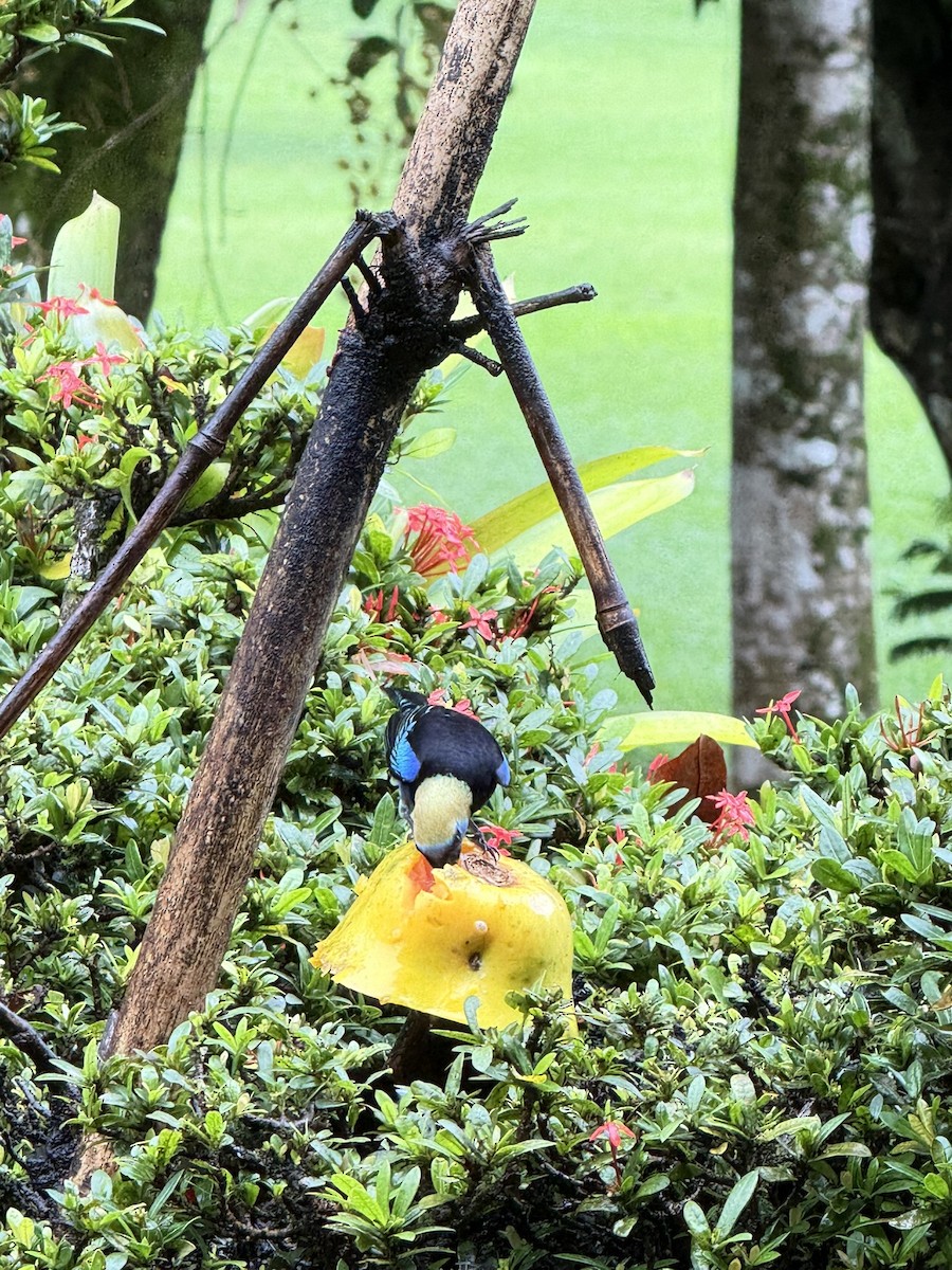 Golden-hooded Tanager - ML647252829