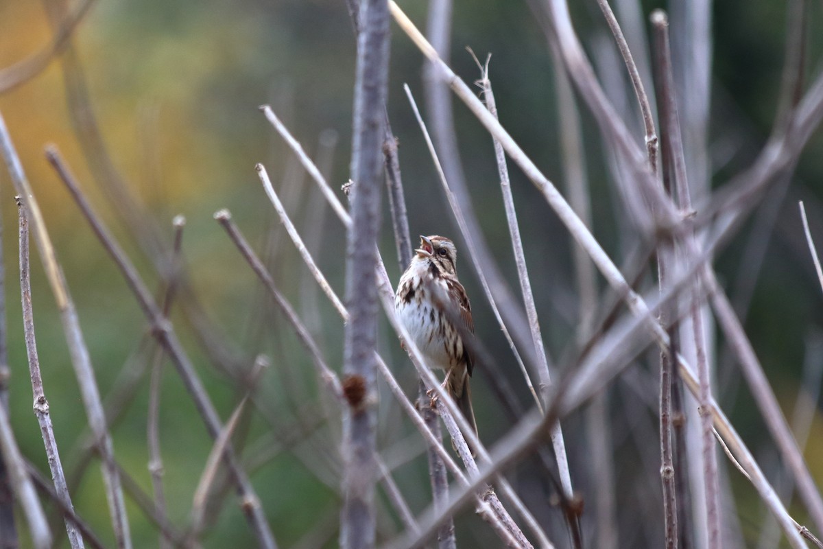 Singammer - ML647252832