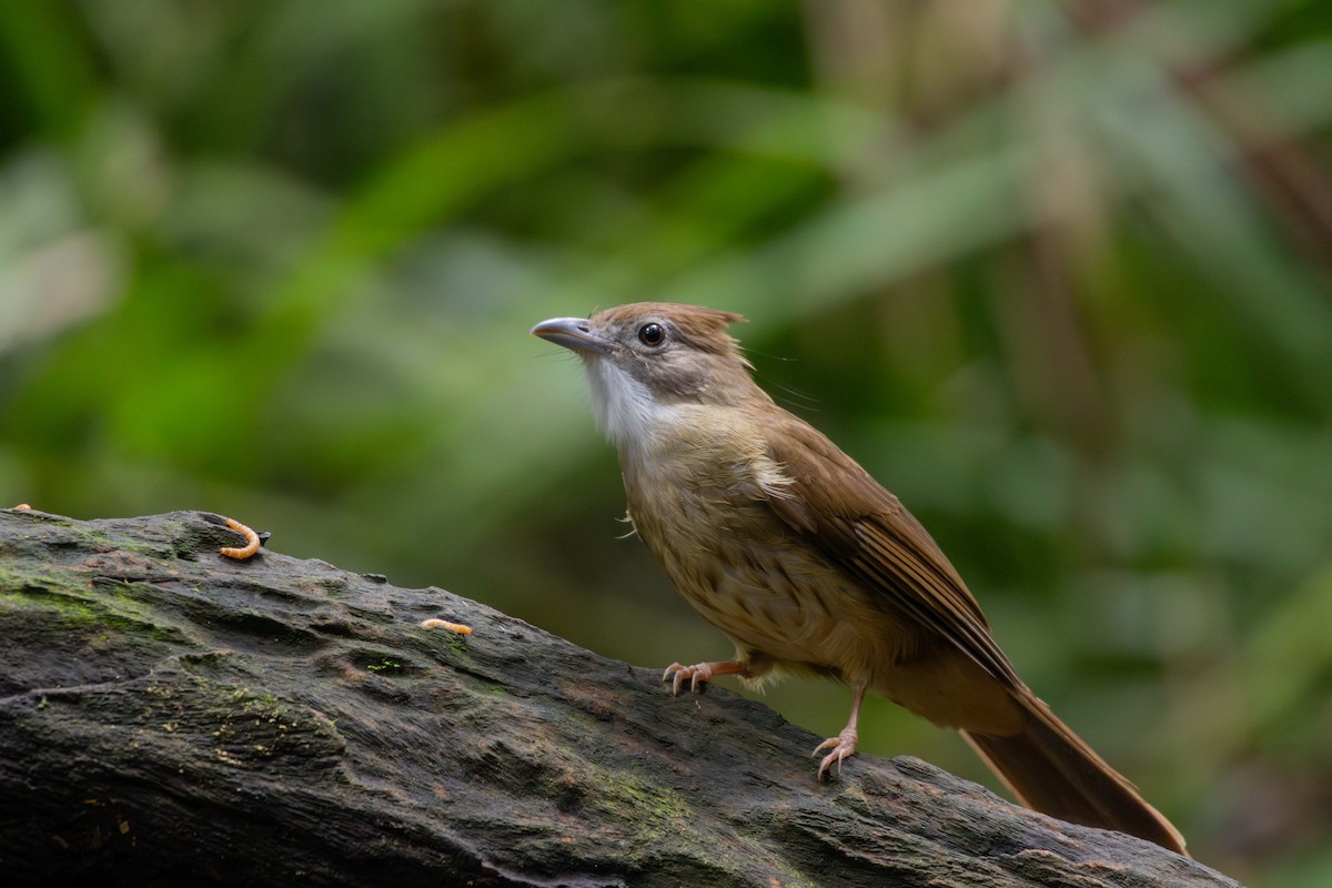 Ochraceous Bulbul - ML647252833