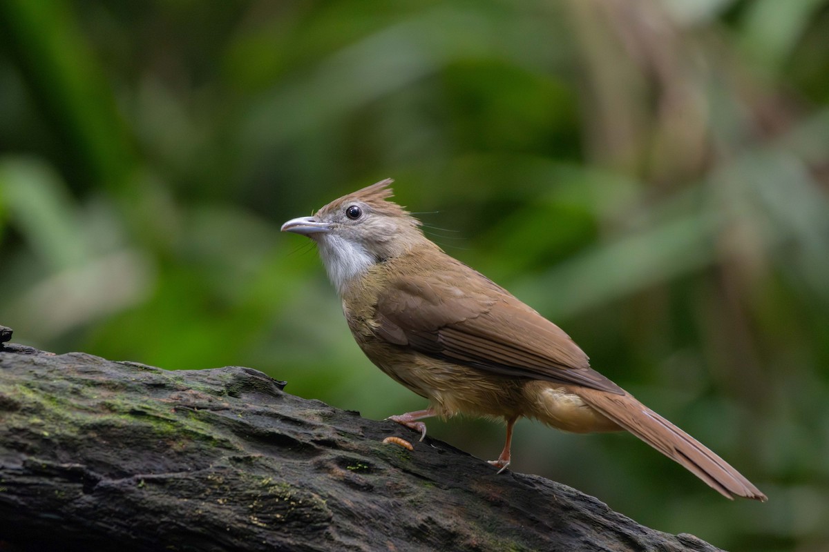 Ochraceous Bulbul - ML647252834