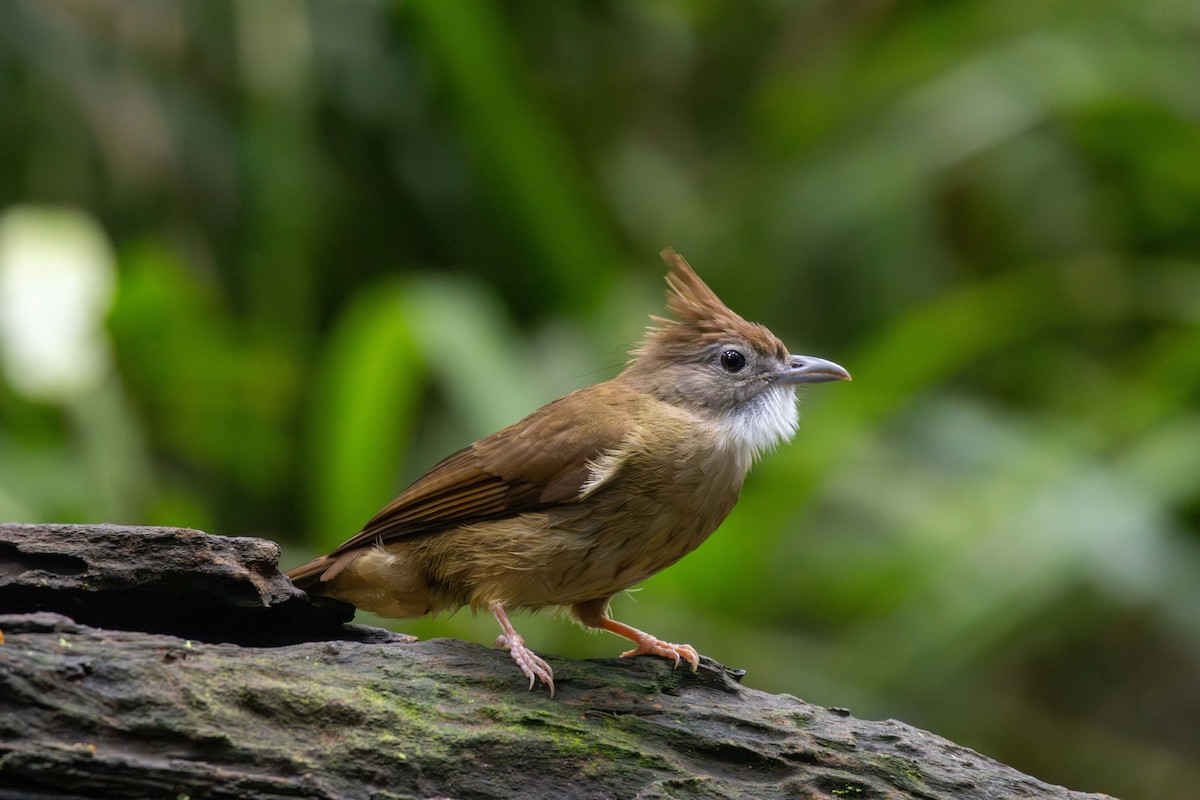Ochraceous Bulbul - ML647252835