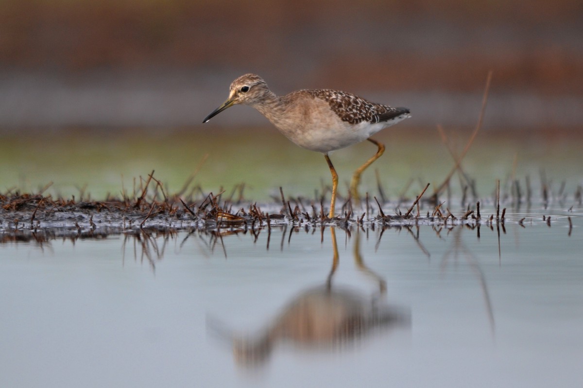 タカブシギ - ML647252837