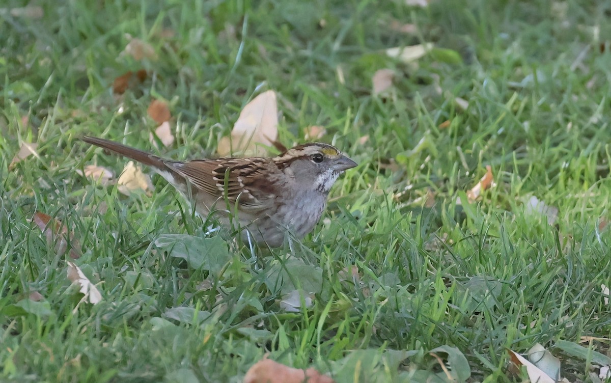 strnadec bělohrdlý - ML647252839