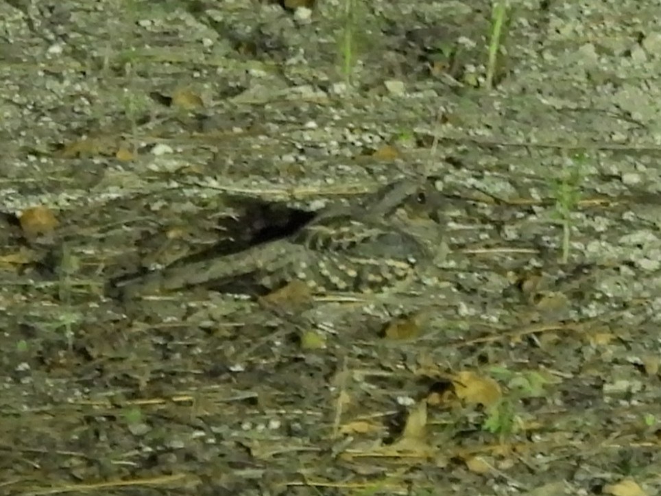 pauraquenattravn - ML647252845