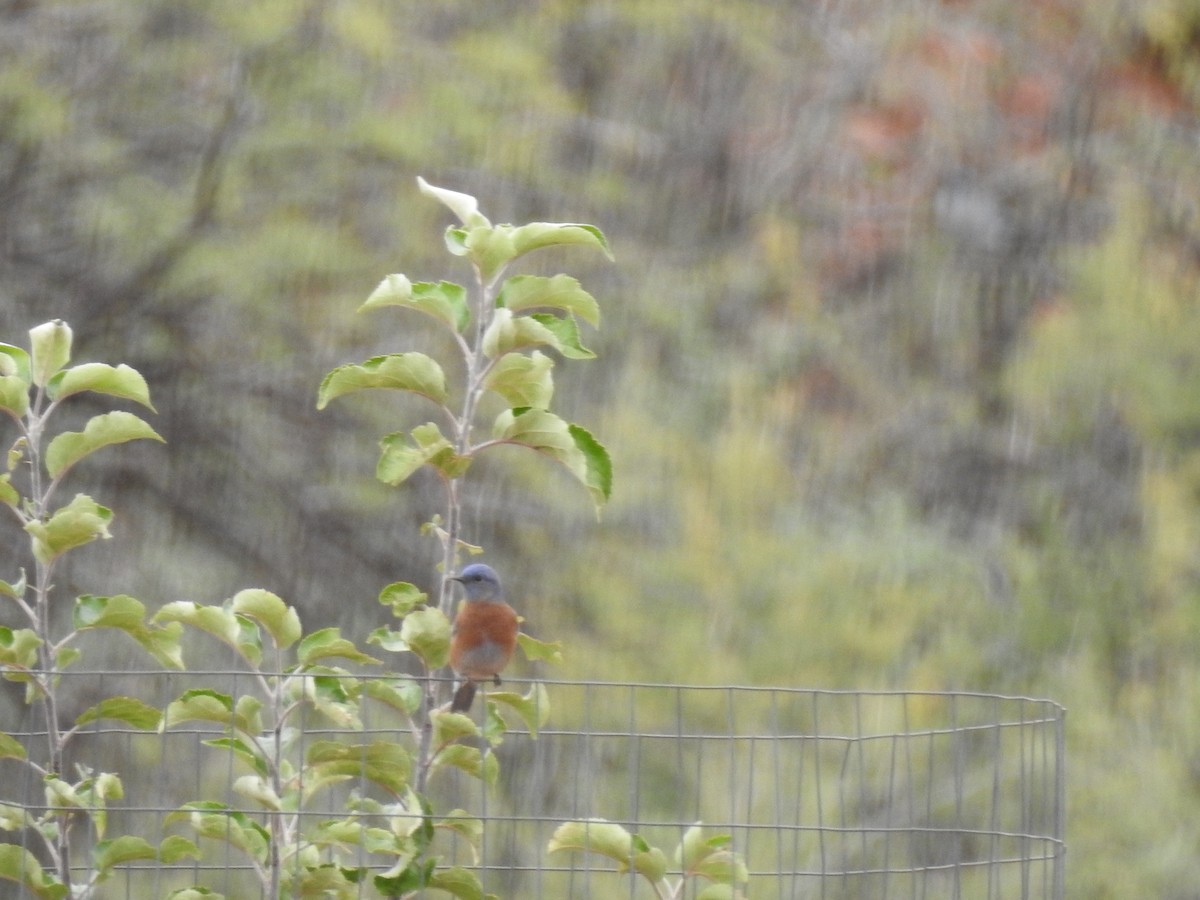 Western Bluebird - ML647252846
