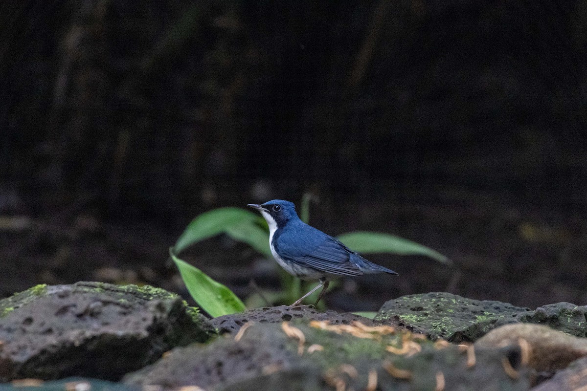 Siberian Blue Robin - ML647252847