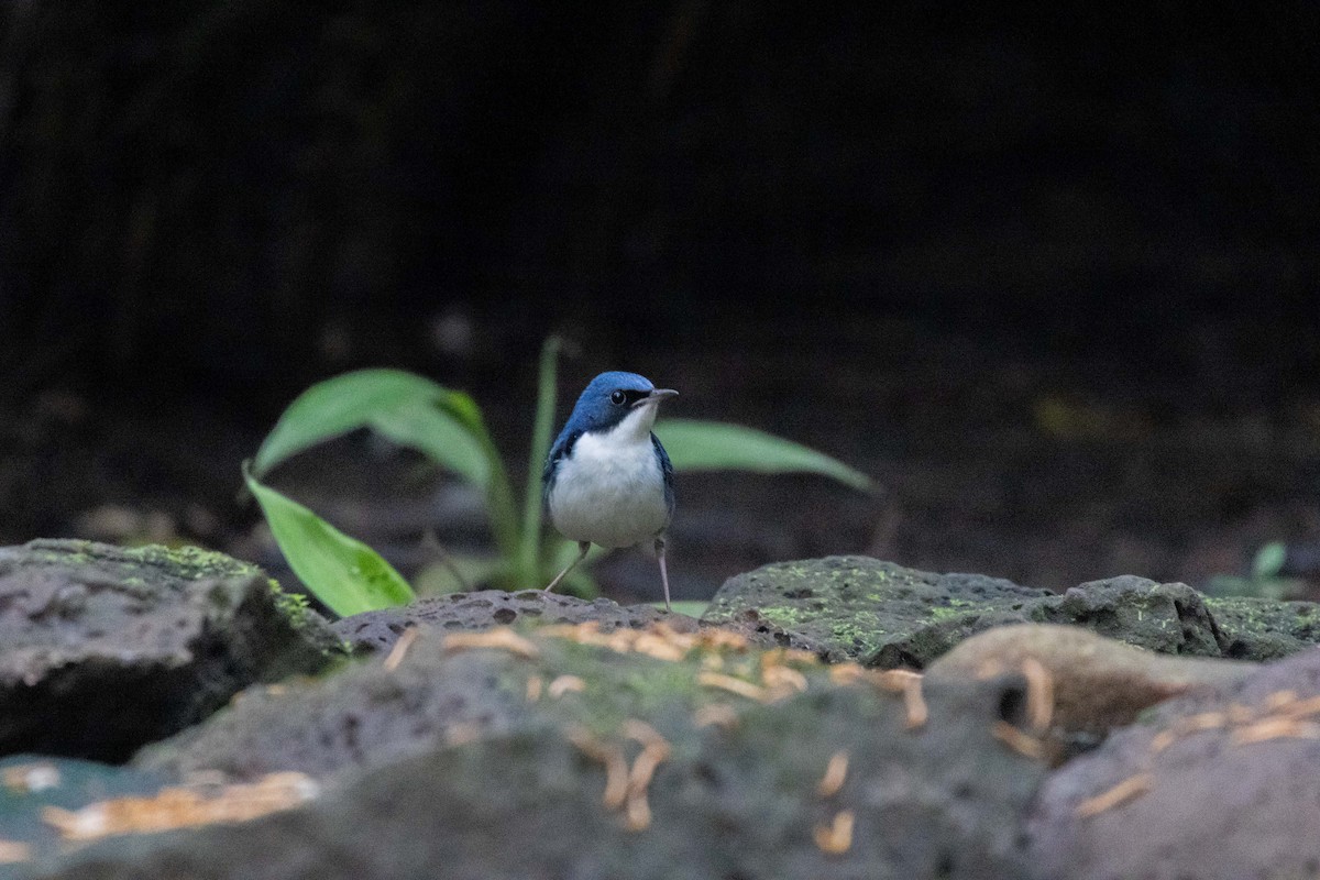 Siberian Blue Robin - ML647252848