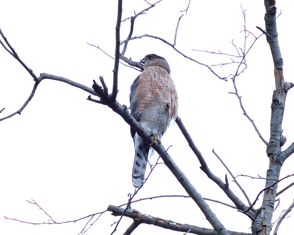 Cooper's Hawk - ML647252849