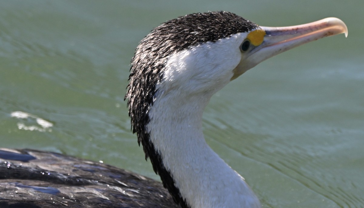 Pied Cormorant - ML647252854
