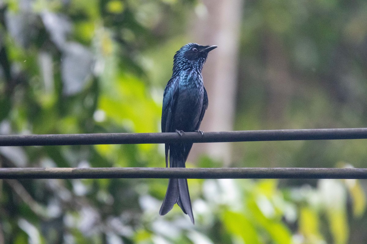 Bronzed Drongo - ML647252864