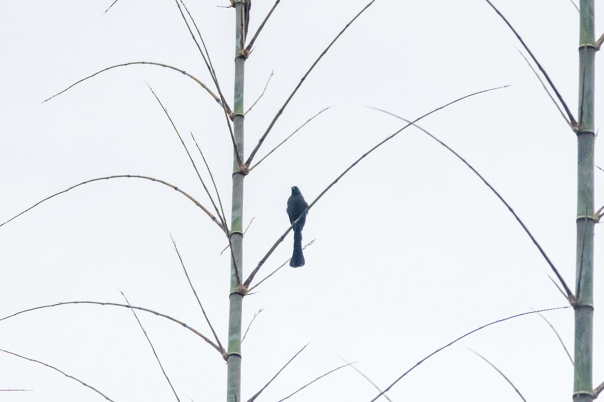 クロラケットオナガ - ML647252870