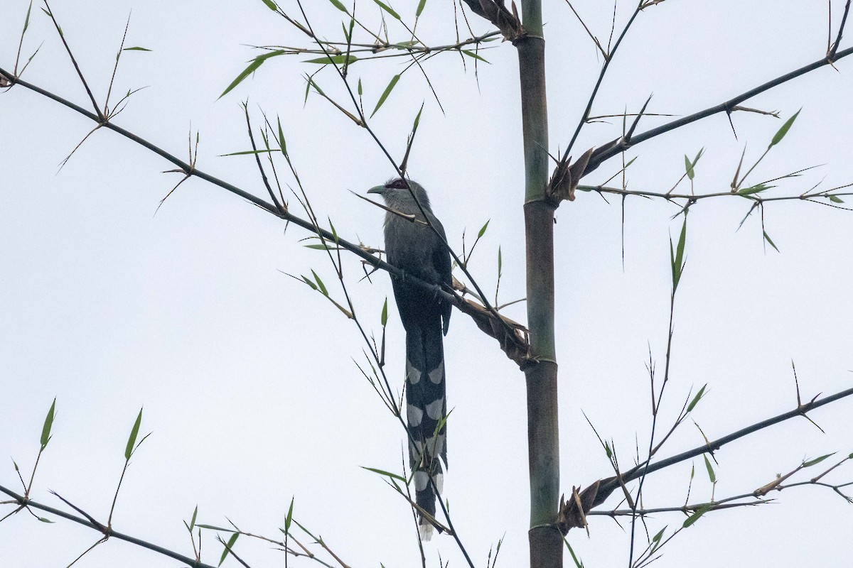 オニクロバンケンモドキ - ML647252875