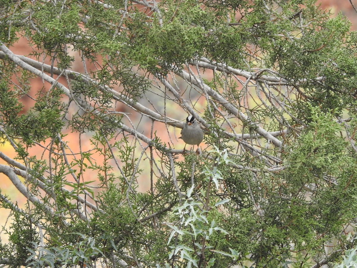 White-crowned Sparrow - ML647252885