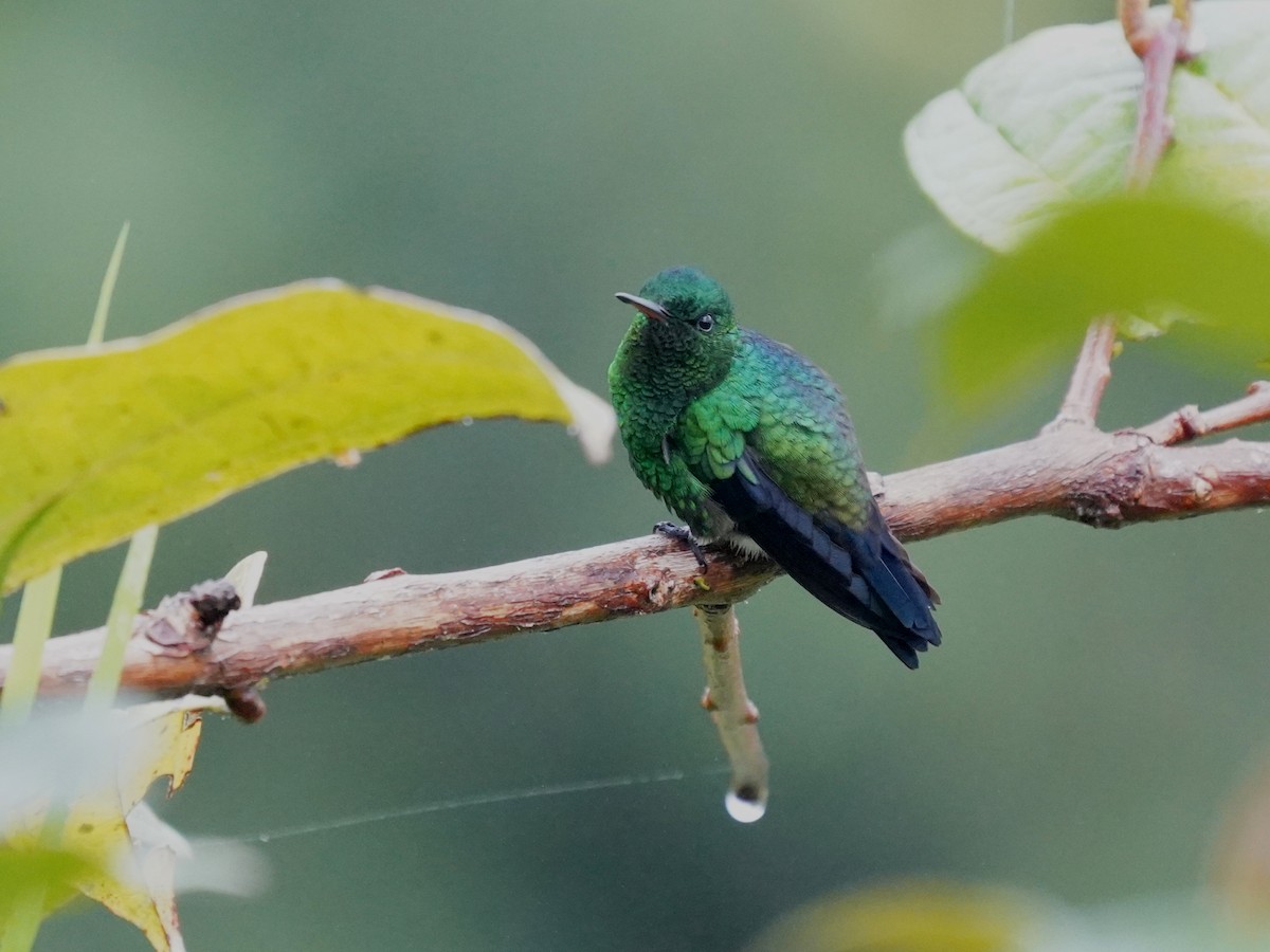 Steely-vented Hummingbird - ML647252896