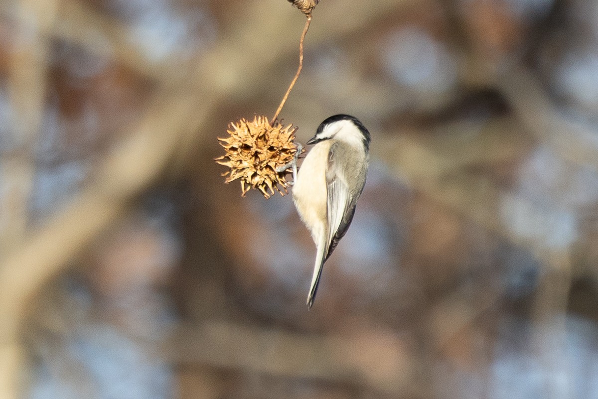 Каролинская гаичка - ML647252902
