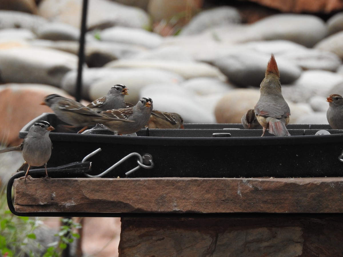 White-crowned Sparrow - ML647252908