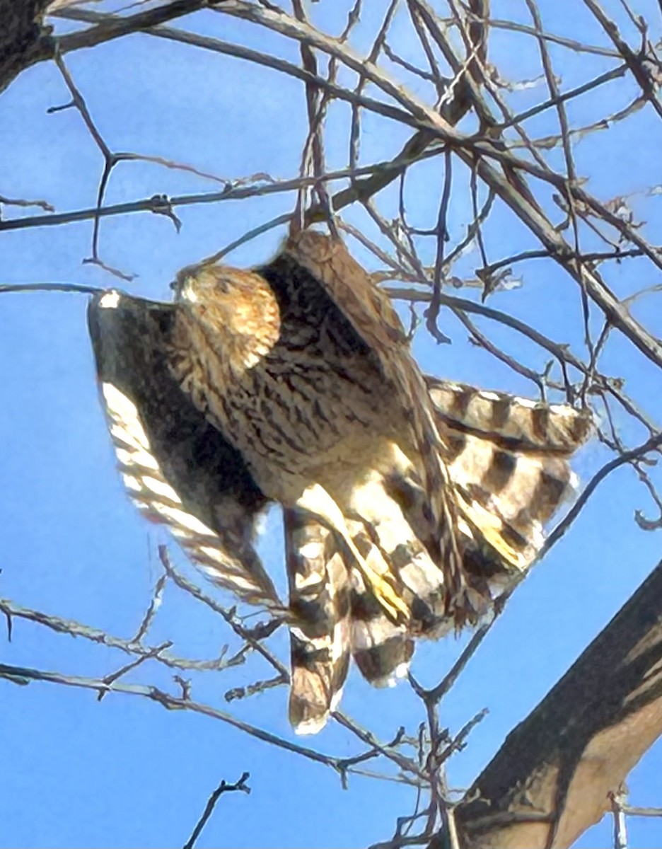 Cooper's Hawk - ML647252909