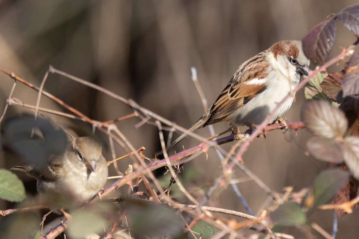 House Sparrow - ML647252923