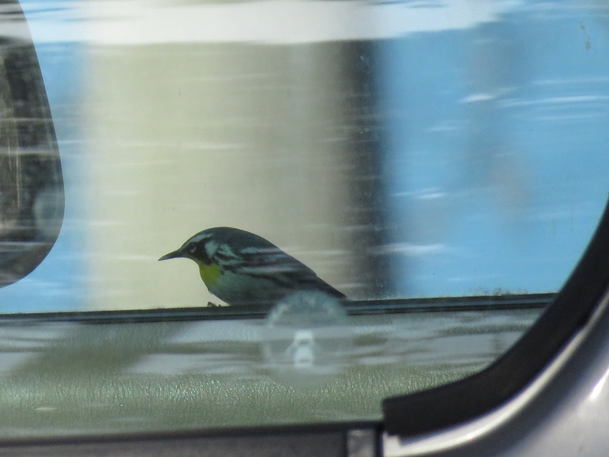 Goldkehl-Waldsänger - ML647252936